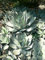 Agave parryi - 15 Semi:Seeds