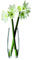 LSA Flower Grand Stem Vase, 41 cm, transparent, Glas, Clear, H41cm