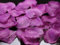 100 Rosenblätter aus Stoff violett Pflaume aubergine Hochzeit Streublumen Blumenkinder Rosenblüten Tischdeko
