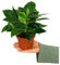 PHILODENDRON WHITE BIRKIN | Maceta 12CM | Altura 25CM | Planta de interior | Tropical | | Fácil Cuidado | Regalo | Hojas Verdes