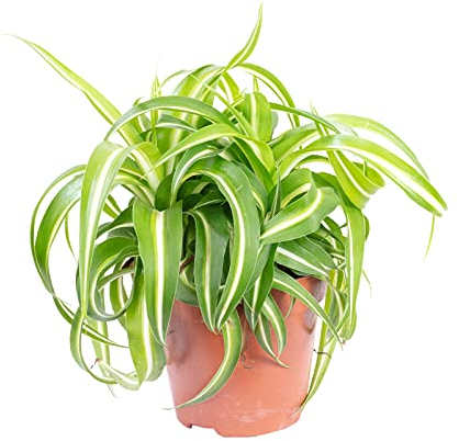 Plante d'intérieur « Bonnie », facile d'entretien, Chlorophytum Comosum, hauteur : env. 25 cm, diamètre du pot : 12 cm