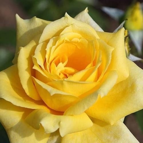 Rosal Grande de Exterior con Flores de Color Amarillo