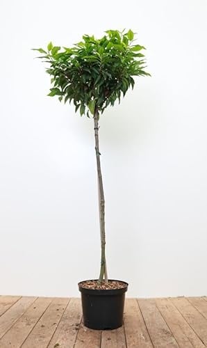 Prunus lusitanica 'Angustifolia' 80 cm Stammhöhe - Portugiesischer Kirschlorbeer, immergrün, ideal als Hecke, pflegeleicht, winterhart