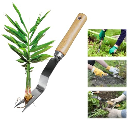 BUENTYA Unkrautstecher mit stiel Löwenzahnstecher Edelstahl Unkrautjäter mit Holzgriff Gartenkralle Hand Unkrautkralle Unkrautzieher Distelstecher Garten Manueller Weeder Wurzelentferner für Garten