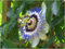 Seedeo Blaue Passionsblume (Passiflora caerulea) 25 Samen