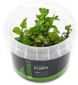 Carolina-Fettblatt/Bacopa caroliniana - NatureHolic In-Vitro Aquarium Pflanze