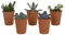 Succulentes | Mélange de succulentes en pot de terre cuite | 5 pièces | variétés diverses | Ø 6,5 cm | 8-13 cm | Plantes d'intérieur faciles à entretenir