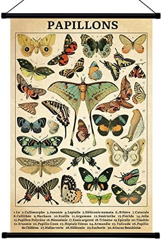 Geyee Schmetterlings-Poster, Wanddekoration, rustikale Hängekunst, illustrative Referenztabelle, Drucke, Bild für Wohnzimmer, Büro, Klassenzimmer, Schlafzimmer, Rahmen, 40 x 50 cm