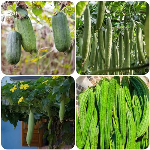 150 pcs Luffa samen kaufen - gewächshaus balkon luftreinigende zimmerpflanzen,Luffa cylindrica, ausgefallene geschenke wanddeko pflanzen alte gemüsesorten samen seed spezielle gemüsepflanzen