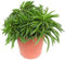 Peperomia Happy Bohne Pflanze für Zuhause oder das Büro (15-25cm mit Topf)