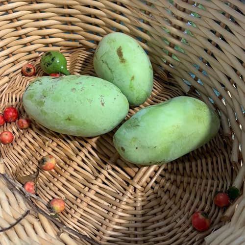 pawpaw indianerbanane, schnell wachsende sträucher bonsai balkonpflanzen säulenobst anzucht grünpflanzen zimmerpflanzen obstbaum steingartenpflanzen bio obstbäume kaufen hecken 8samen