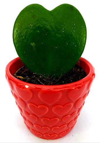 POWERS TO FLOWERS - HOYA CUORE KERRII IN VASO CERAMICA CUORE, pianta vera