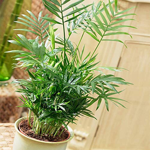 Chamaedorea Elegans - Live Indoor Office House Parlour Reptile Plant in 13cm Pot