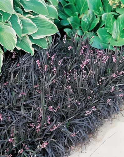 Gardenaria Ophiopogon planiscapus 'Black Dragon' Pianta da Esterno, Graminacea Ornamentale Sempreverde, Fogliame Viola-Nero con Fiori Estivi, Vaso 17 cm