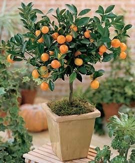 Citrus Mitis Calamondin-Minature Orange Tree 35 Samen