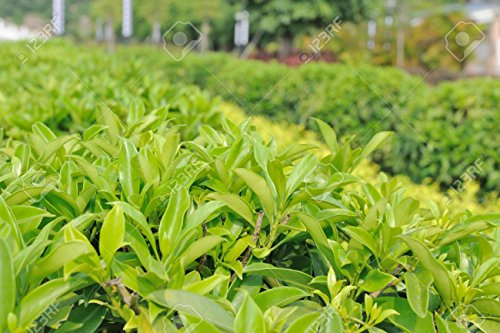 Las semillas verdes árbol de té chinas Bonsai 20 semillas crecer su propio té