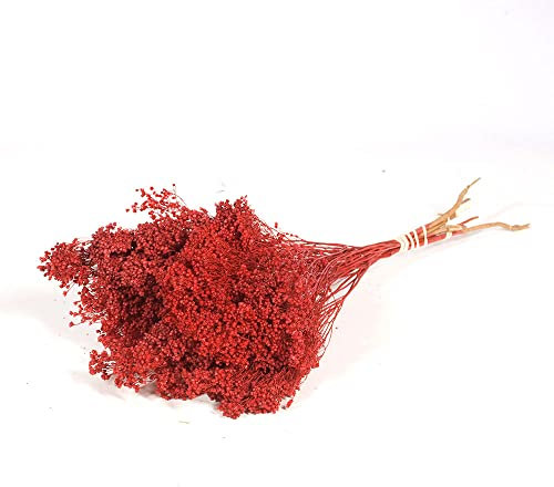 FloristryWarehouse Dyed Bunch of Dried Broom Bloom 40cm/15 Inches Red