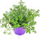echter Thymian Pflanze – Thymus vulgaris Kräuter Pflanzen 2er-Set für aromatische Küche | Frische Kräuterpflanzen für er-Setdeinen Garten oder Balkon