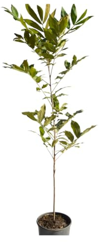 Pianta di Carya illinoinensis (Noce Pecan)