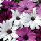 20+ blanco y morado africana mezcla de flor de la margarita Semillas/Perenne