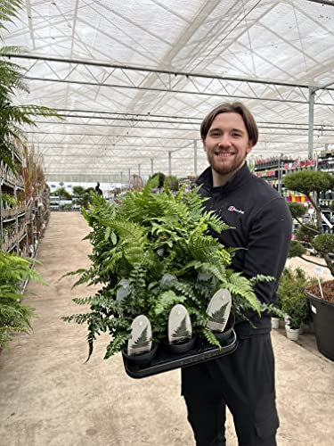 Fern Mix | 3 Ferns Supplied in 11cm Pot | 3 Mixed Varieties | Hardy Outdoor Ferns