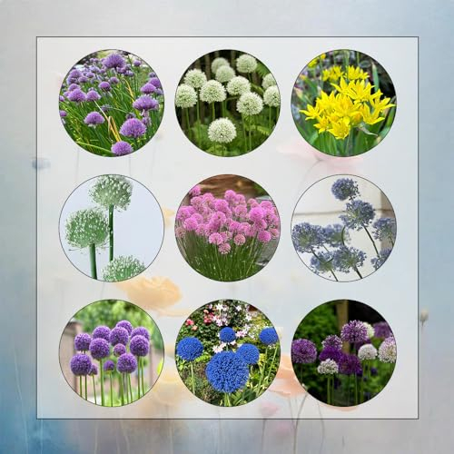6 Pcs Allium Zwiebeln Winterhart Mehrjährig - Nachhaltige Geschenke, Pflanzen Deko Zierlauch Zwiebeln - Allium Giganteum - Blumen Winterhart, Bienenfreund Bodendecker Winterhart Mehrjährig