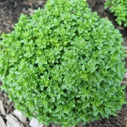 200 pcs basilikum samen samen anzucht basil seeds saatgut kräuter samen thai basilikum samen winterharte pflanzen thai basilikum kräutergarten geschenk gemüsesamen kräutergarten pflanzensamen