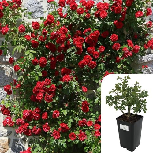 Paul’s Scarlet Climbing Rose – Fragrant English Rose | Hardy, Disease-Resistant, Potted 3L Plant | Vibrant Red Blooms May-October | Perfect for Walls, Trellises & Arches