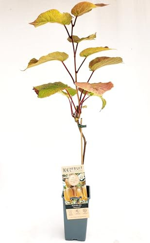 POWERS TO FLOWERS - KIWI HAYWARD, VARIETA' AUTOFERTILE, piante vere