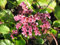 Staudenkulturen Wauschkuhn Bergenia Hybride 'Baby Doll' - Bergenie - Staude im 11cm Topf