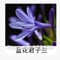 Alle Chinesen kennen berühmte Blume Bush Lilie Samen auch genannt Clivia miniata Regel / Kaffir Lily Einfache Pflanze schöne Blatt