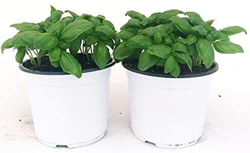 POWERS TO FLOWERS - BASILICO GENOVESE CLASSICO BIO, VASO 14CM, 2 PIANTE, piante vere