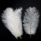 KiKiHong 10 Stück Straußenfedern Feder Weiß Natürlich Straußenfedern Handwerk für Hochzeit Party Deko Weihnachtsdekoration, Blumenarrangements Karneval(23cm)