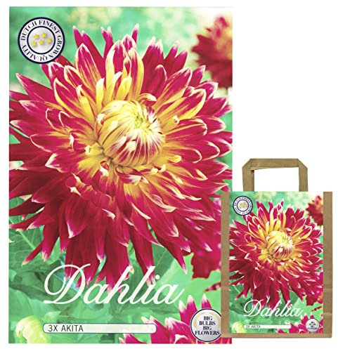 Sommerblumen Dahlien Knollen Blumenzwiebeln Mix Dahlia Bunte Auswahl im Mix für Sommer Blume Knolle Blumezwiebel Set Bunte Blüten mehrjährig (3 x Dahlien Akita)