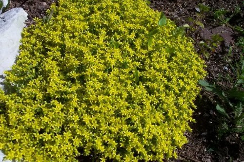 Ponak 100 Stück gelbe Fetthenne Blumensamen