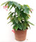 POWERS TO FLOWERS - BEGONIA TAMAYA, CORALLINA, TAMAIA SNOWCAP, XXL VASO 28CM, pianta vera
