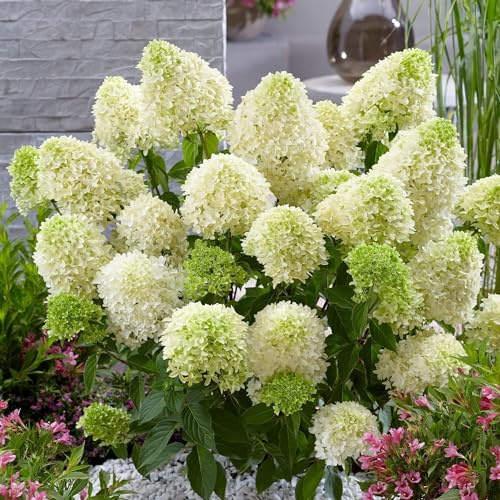 Hortensien Winterhart Skyfall (3 Pflanzen)