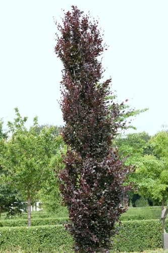 Fagus sylvatica 'Rohanii' 100-125 cm - Rotbuche, dunkelrote Blätter, ideal für Hecken und Solitärpflanzungen, winterhart und pflegeleicht