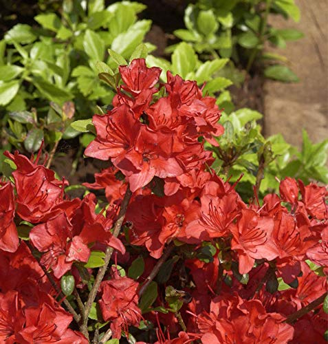 Japanische Azalee Fridoline 30-40cm - Rhododendron obtusum - Zwerg Alpenrose - Gartenpflanze