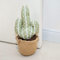Marwood Cute Door Stopper Decorative Door Stops for Home and Office, Green Cactus Weighted Interior Doorstop Fabric Stuffed Animal Door Stopper Floor Decorative