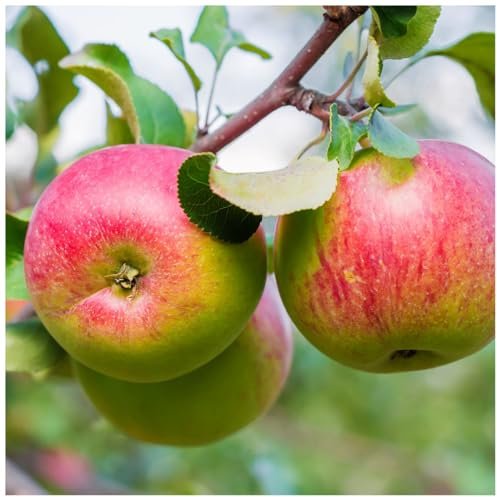 Worcester Pearmain Apple Tree 4-5 ft, Ready to Fruit,Self-Fertile & Sweet 3fatpigs®