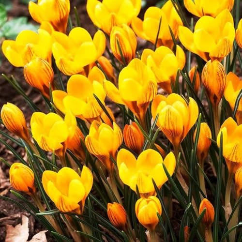 Lot de 10 Bulbes de Crocus - A GRANDES FLEURS JAUNE - calibre 5/7 - La Main Verte