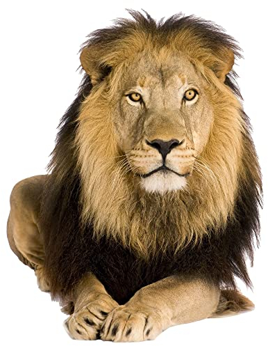 GRAZDesign Wandtattoo Löwe Savanne Afrika Tattoo liegend Wandsticker Deko Aufkleber 3d - 52x40cm