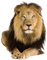 GRAZDesign Wandtattoo Löwe Savanne Afrika Tattoo liegend Wandsticker Deko Aufkleber 3d - 52x40cm