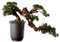 hanxiaoyishop Bonsai Künstliche Bonsai- Baum simuliert Silikon- Nadelbaum Keramik- Topf Klar- Zweig Textur Home Büro Wohnzimmer Dekoration Bonsai Baum