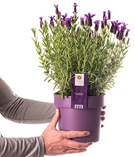 Planta de Lavanda en Maceta - Una Planta Fuerte y Resistente que Crece con Fácil Cuidado