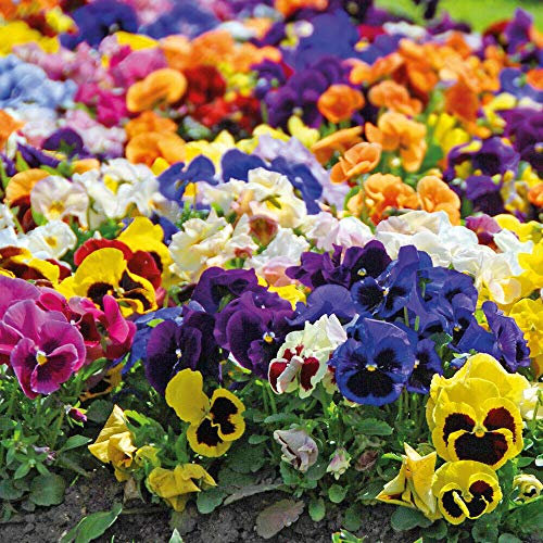 Pansy ‘Matrix Mix’ Plug Plants Viola x wittrockiana Hardy Perennial Plant Flowering Garden Plants for Patio or Cottage Gardens 72 Plugs by Thompson and Morgan