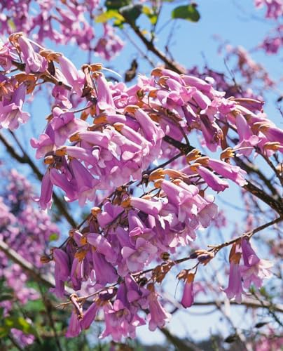 Paulownia tomentosa 150-200 cm - Blauglockenbaum, violette Blüten, Blütezeit April-Mai, schnellwachsend, ideal für große Gärten, bienenfreundlich