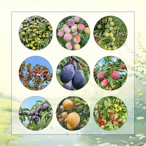 pflaumenbaum winterhart samen, pflaume baum samen - baumsamen, pflanzen für sonnige plätze pflaumen samen, seltene pflanzen, pflanzen samen indoor obstbäume, winterharte pflanzen für 50pcs