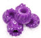Duftmelt Alien Princess | 5er Set - Duftwachs | Duftkerzen